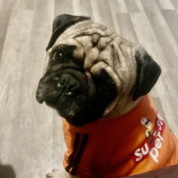 Pugs from Manistee Farms