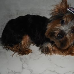 Sasha - Black and gold Yorkshire Terrier puppy in Maple Heights, Ohio from Yorkiesllc