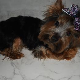 Sasha - Black and gold Yorkshire Terrier puppy in Maple Heights, Ohio from Yorkiesllc