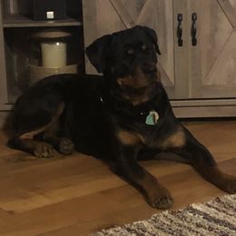 Rottweiler All Grown Up from Cascade Rottweilers of the Pacific Northwest