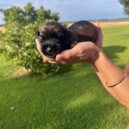 Janice. Turquoise. - Wheaten female Soft Coated Wheaten Terrier puppy in Illinois from Sarabeth's Friendly Pups