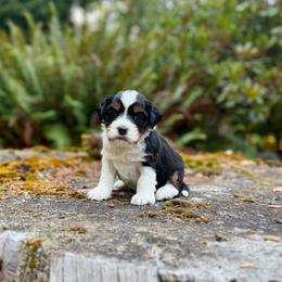 Drizella (Purple Collar) - Tri-color female Bernedoodle puppy in Stanwood, Washington from Butter Cup Pups and Paws