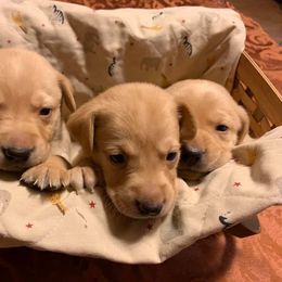 Labrador Retriever Puppies from Greenwing Kennel