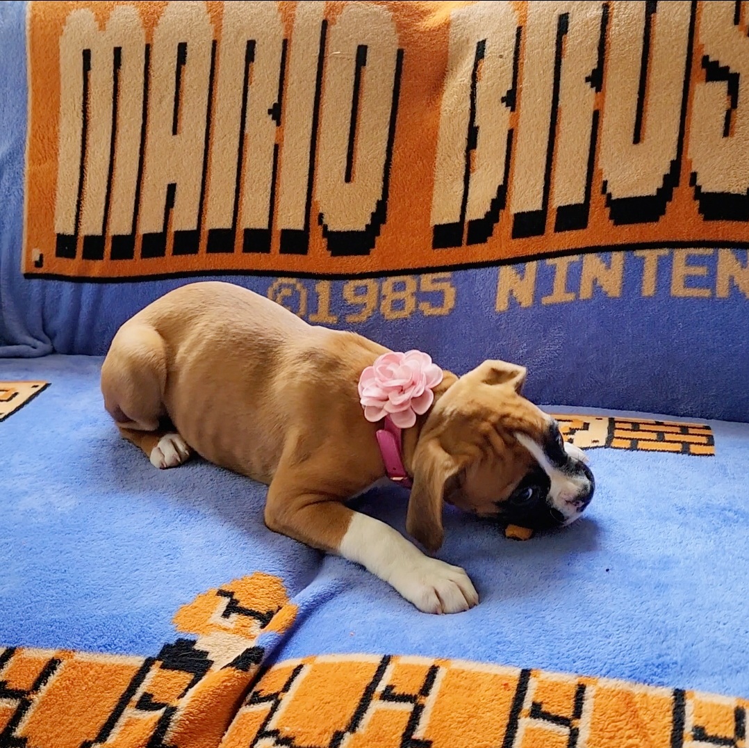 Boxer Puppies from Sara's Bouncing Boxers