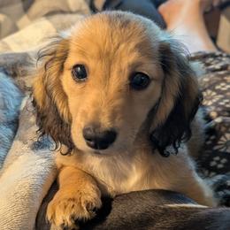 Dachshund Puppies from Goldie Girls Ranch Dachshunds