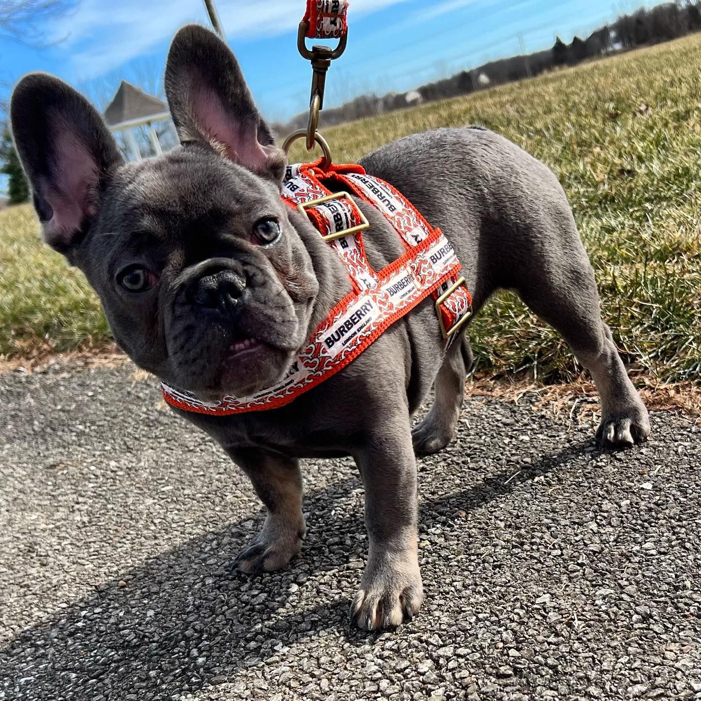 Le Luxe Frenchies in Illinois | French Bulldog puppies | Good Dog