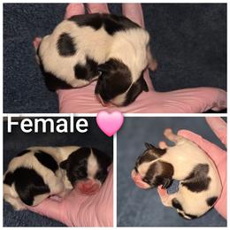 Female 2 - Brindle female Shih Tzu puppy in Tucson, Arizona from Jocelyn DeMarco's Shih Tzus