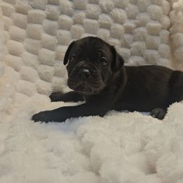 Green collar - Black brindle male Cane Corso puppy in Fritch, Texas from Carrie Brown's Cane Corsos