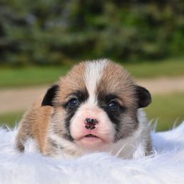 Ellie - Fawn female Pembroke Welsh Corgi puppy in Gober, Texas from Trigger Time Kennels