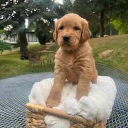 Guava - Dark golden female Golden Retriever puppy in Provo, Utah from Rocky Mountain Field Goldens