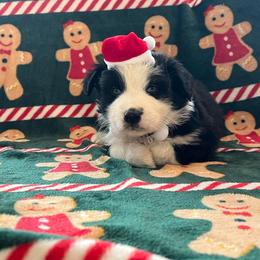 BBM - 2 blue eyes - Black & white male Miniature Australian Shepherd puppy in Connelly Springs, North Carolina from Appalachian Aussies