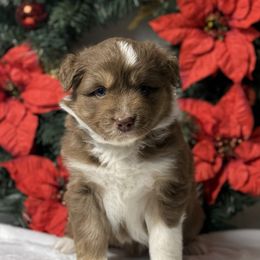 Baby Beep Beep - Red tri-color male Australian Shepherd puppy in Touchet, Washington from Northwest Rainbow Aussies and Golden Retrievers