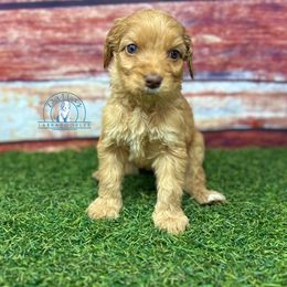 Caramel girl - Caramel red female Australian Labradoodle puppy in Waxahachie, Texas from Dallas Labradoodles