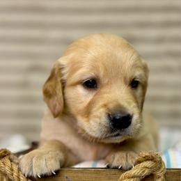 Mr Brown - Golden male Golden Retriever puppy in Tonasket, Washington from Denzil’s Goldens
