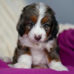 Paris - Merle female Bernedoodle puppy in Dundee, Ohio from Down Home Doodle