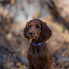 Irish Setter Puppies from Spring Creek Irish Setters