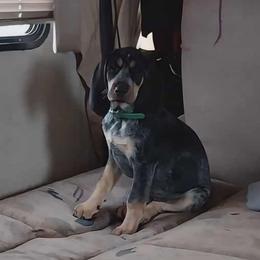 Hotrod - Blue ticked and tan female Bluetick Coonhound puppy in Centerville, Pennsylvania from Holcomb's Hounds