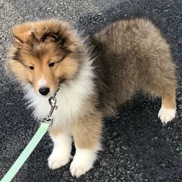 Shetland Sheepdogs from Mejimo