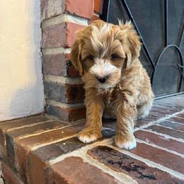 Rodeo - Brown and white male Bernedoodle puppy in Gainesville, Florida from Alyssa Xxweetdoodles