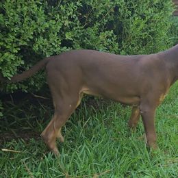 Barretta - Catahoula Leopard Dog