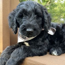 Chili - Phantom male Goldendoodle puppy in Osage City, Kansas from Golden Ridge Goldens