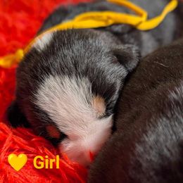 Yellow girl - Black, white and red Greater Swiss Mountain Dog puppy in Hockessin, Delaware from Simply Swissies