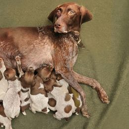 German Shorthaired Pointers from Enfield German Shorthairs