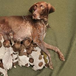 German Shorthaired Pointers from Enfield German Shorthairs
