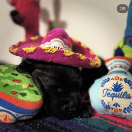 White Collar - Black Labrador Retriever puppy in Somerset, California from Cantina Labs and Cavs