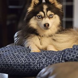 ZOEY - Pomsky