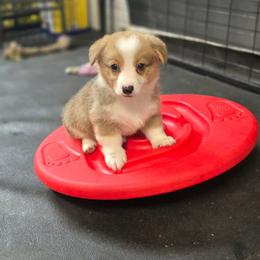 Wyatt - Wild West Litter - White and red male Pembroke Welsh Corgi puppy in Lithia, Florida from Diamondcrest Inc