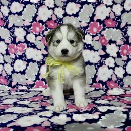 Heidi - Gray and white female Siberian Husky puppy in Lunenburg, Vermont from SNOW WOOLY HUSKY