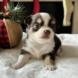 Chihuahua Puppies from Sunset Eves Chihuahuas