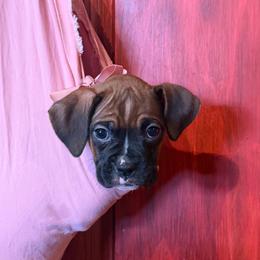 Pink collar - Fawn female Boxer puppy in Center Hill, Florida from Rogers Farm’s Beloved Boxers