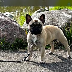 French Bulldog All Grown Up from SandRiver Kennel