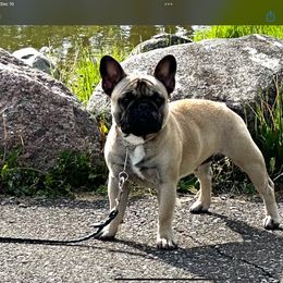 French Bulldog All Grown Up from SandRiver Kennel