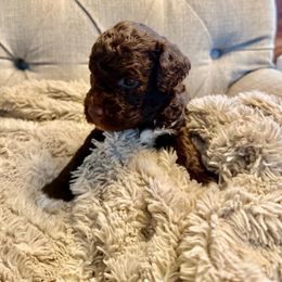 Boy 2 - male Lagotto Romagnolo puppy in North Augusta, South Carolina from Carolina Lagotto