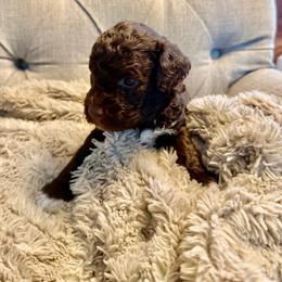 Boy 2 - male Lagotto Romagnolo puppy in North Augusta, South Carolina from Carolina Lagotto