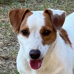 Stroker - Jack Russell Terrier