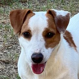 Stroker - Jack Russell Terrier