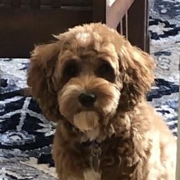 Cora - Goldendoodle