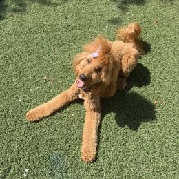 Willow - Goldendoodle