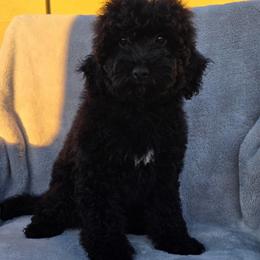 Princess Rosalina - Black female Goldendoodle puppy in Tucson, Arizona from Adored Poodle & Doodles