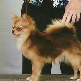 Chihuahuas from chihuahuatinytoys.com
