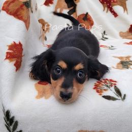 AKC Barq's - Blue and cream male Dachshund puppy in Texarkana, Arkansas from Pasta Pups Miniature Dachshunds