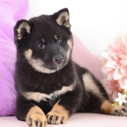 Taya  Black and Tan Girl - Black and tan female Shiba Inu puppy in Neosho, Missouri from Sunny Terrace Shibas