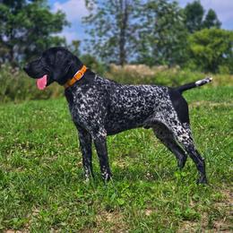 Henry - Black roan male German Shorthaired Pointer puppy in China Township, Michigan from Snell's Superior Kennel Dobermann & GSP