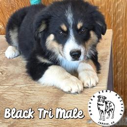 Xanthos - Black tri male Miniature Australian Shepherd puppy in Jaroso, Colorado from Heaven Sent Aussies