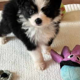 Chloe - Black tri female Toy Australian Shepherd puppy in Garvin, Oklahoma from Hochatown Awesome Aussies