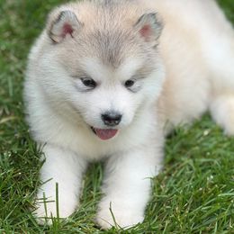 Girl 1 - Gray and white female Alaskan Malamute puppy in Ramsey, Minnesota from Windchaser Kennels